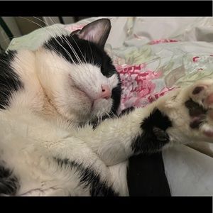 Meet your Posher, Janis